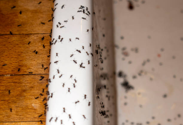 Best Pest Prevention Services  in Florida, NY